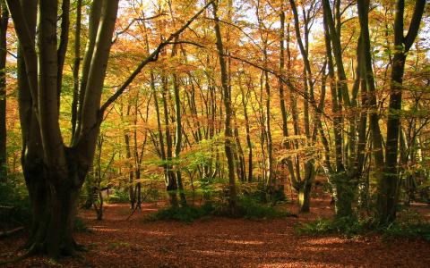 A picture of Epping Forest