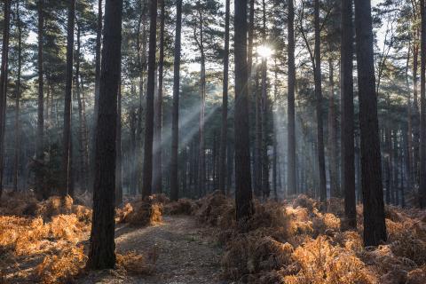 A picture of Bracknell Forest