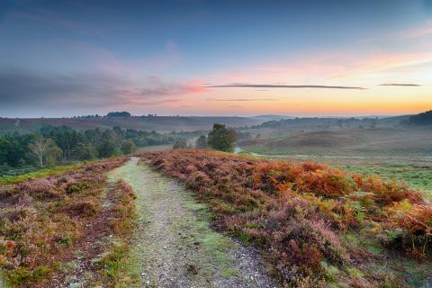New Forest
