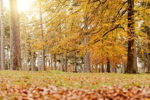LGBCE Cannock Chase electoral review