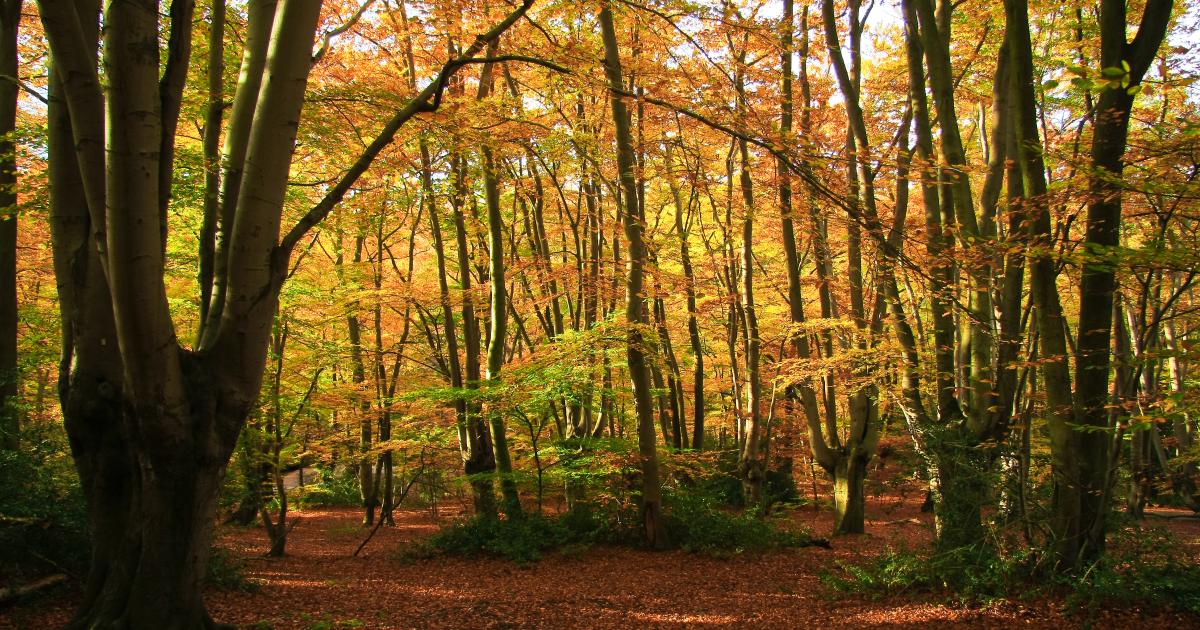 New political map for Epping Forest District Council LGBCE